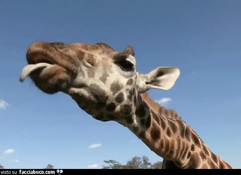 gif animata