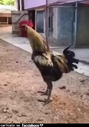 Gif Animata