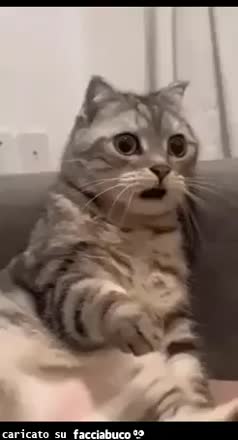 gif animata