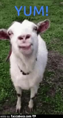 gif animata