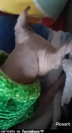 gif animata