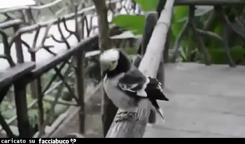 Gif Animata