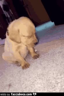 gif animata