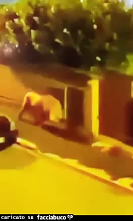 gif animata