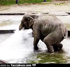 gif animata