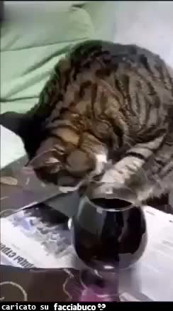 Gif Animata