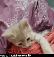 gif animata