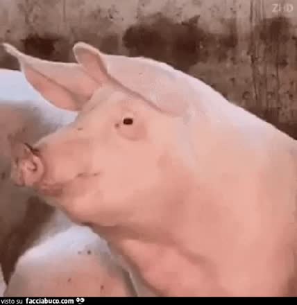 gif animata
