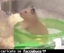 gif animata