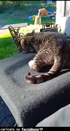 gif animata
