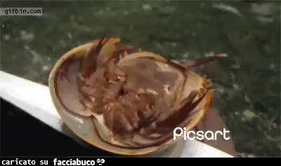 Gif Animata